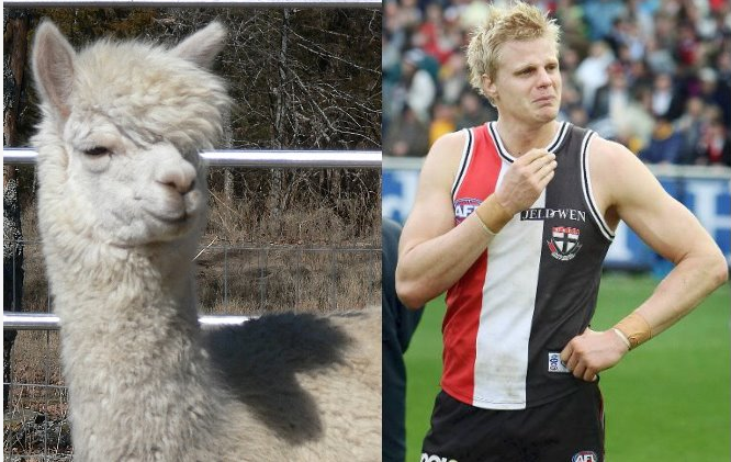 riewoldt%2Bllama.png