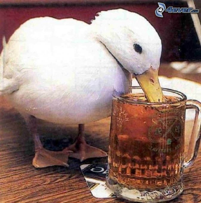 duck,-beer-124617.jpg