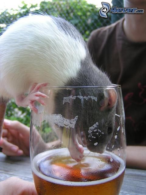 rat-in-glass,-beer-135260.jpg
