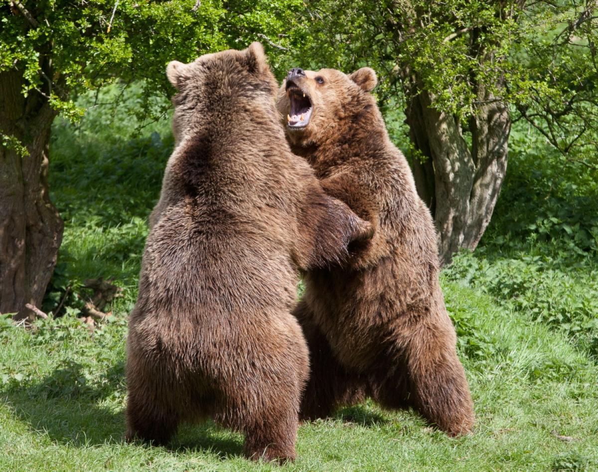 bear-fight.jpg