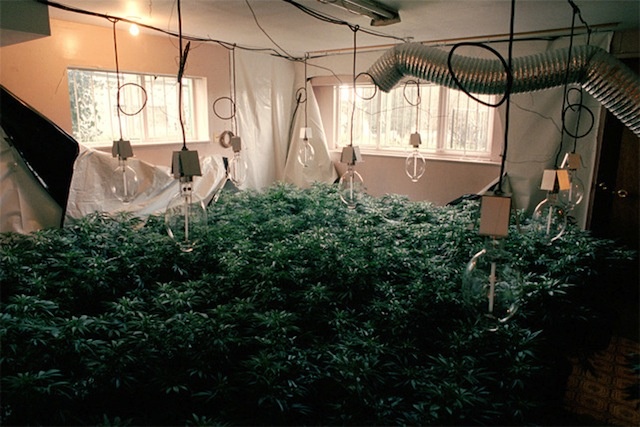 grow-house-1.jpg