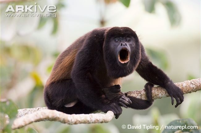 Male-mantled-howler-monkey-howling.jpg