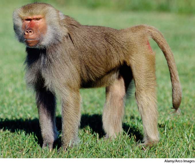 A5baboon.jpg