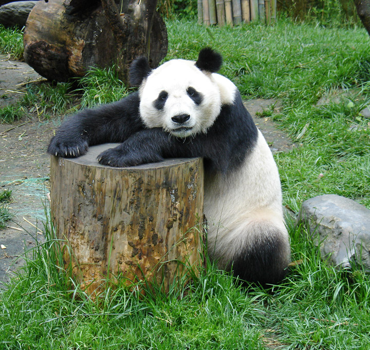 lazy_panda_on_a_tree_stump.jpg