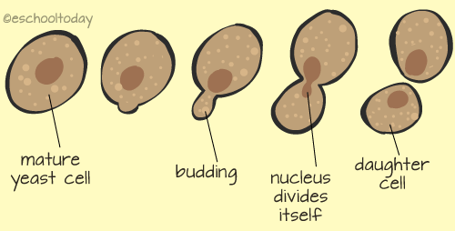 yeast-cell-budding-in-asexual-reproduction.png