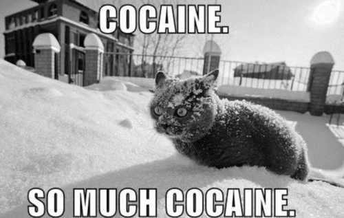 cat-cocaine-drugs-kitten-snow-Favim.com-94168.jpg