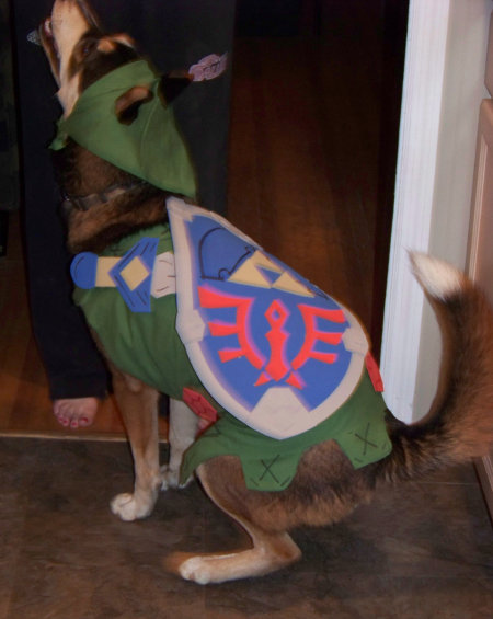 link%20dog%202.jpg