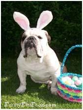 Easterdog_zps8cg0wwrs.jpg