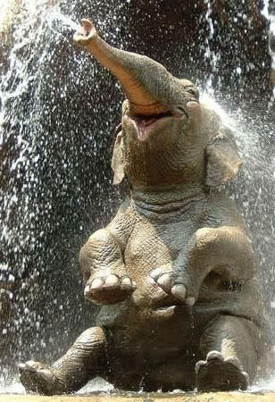 happy-elephant-011.jpg