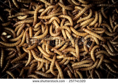 stock-photo-mealworm-for-bird-feed-is-high-protein-257741320.jpg