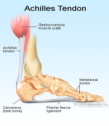 achilles-tendon.jpg