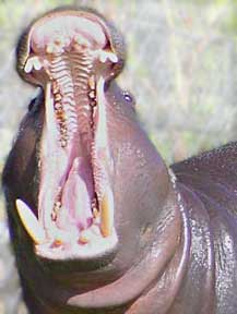 Hippo_mouth.jpg