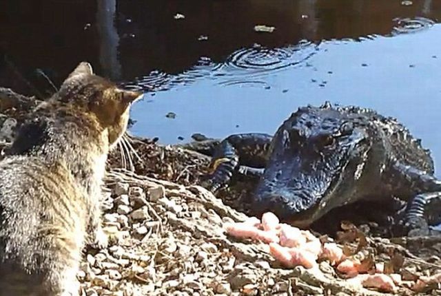 cat_vs_alligator_640_02.jpg