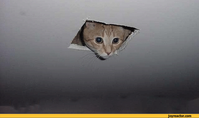 gif-cat-fall-ceiling-966231.gif