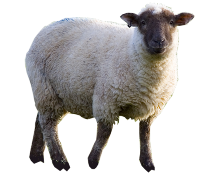 sheep.png