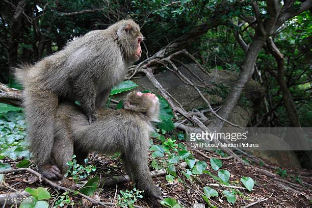 japanese-macaque-alpha-male-copulating-with-female-yakushima-island-picture-id114862539