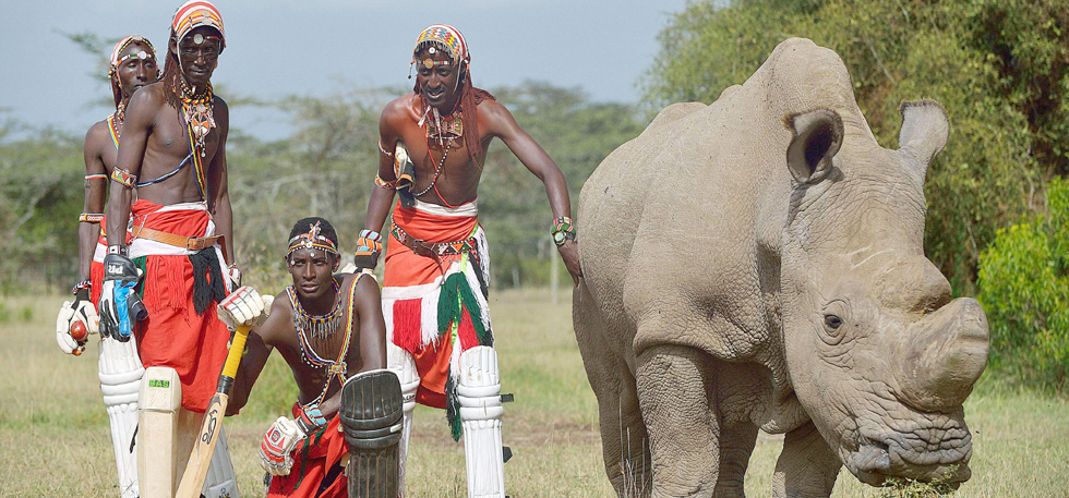 maasaicricketrhinoafp_1434376543.jpg