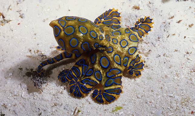 blue-ringed-octopus.jpg