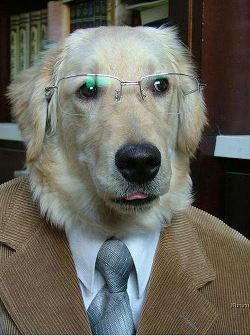 serious-dog.jpg