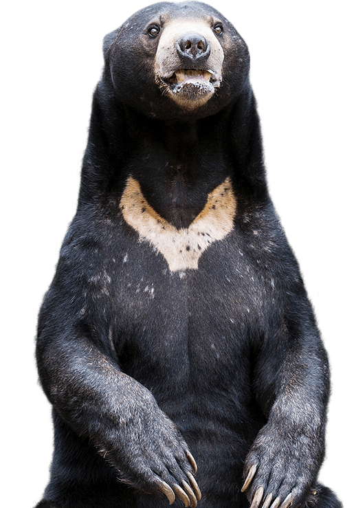 sun-bear-side-image.png