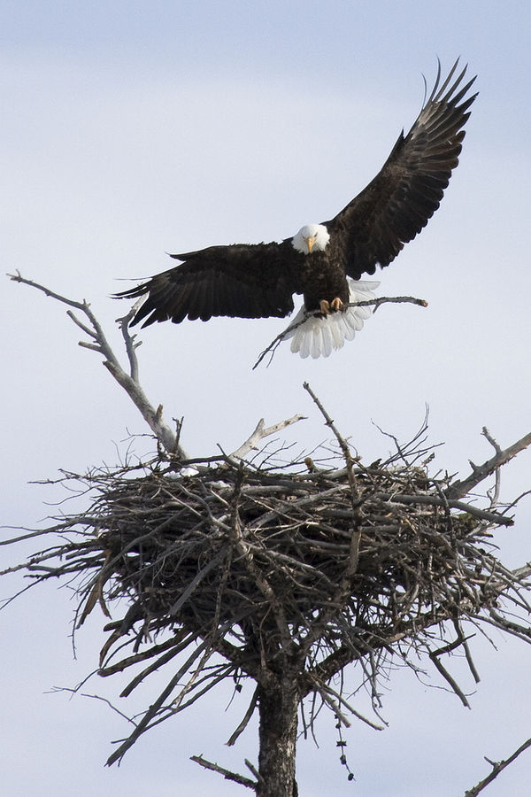 yellowstone-in-winter-2009-bald-eagle-nest-building-3_l.jpg