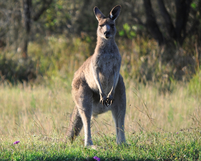 friendly_kangaroo.jpg