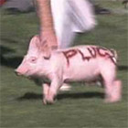 pig-140x140.jpg