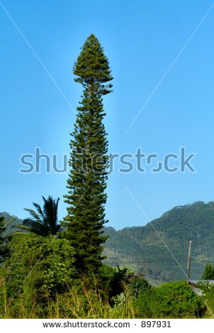 stock-photo-unusually-shaped-norfolk-island-pine-tree-897931.jpg