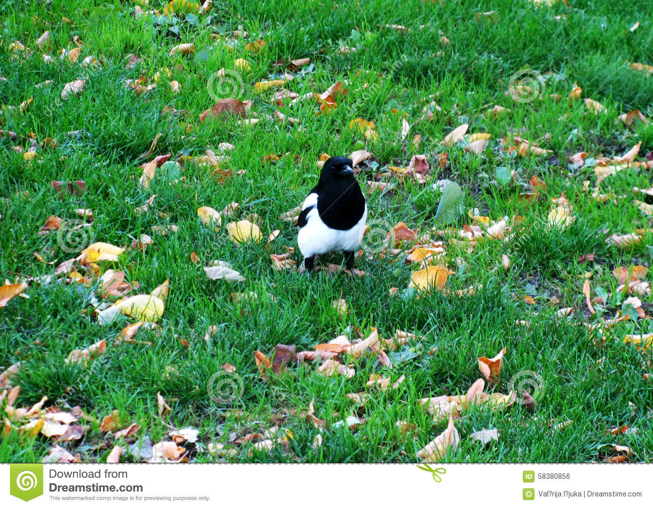 magpie-green-grass-carrying-food-park-58380856.jpg