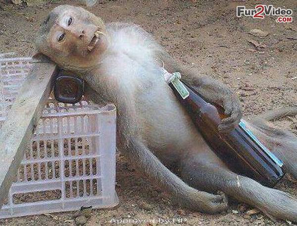 drunken-monkeys-funny.jpg