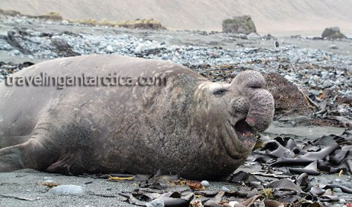 old-elephant-seal-bull.jpg