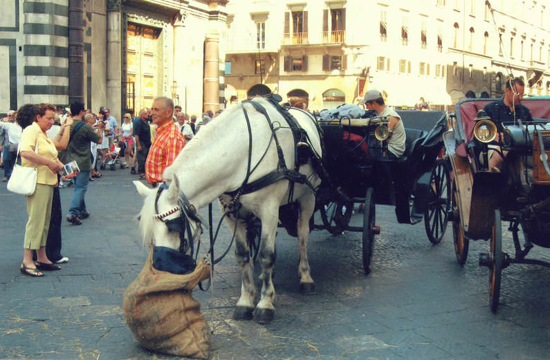 Horse-drawn-carriages.jpg