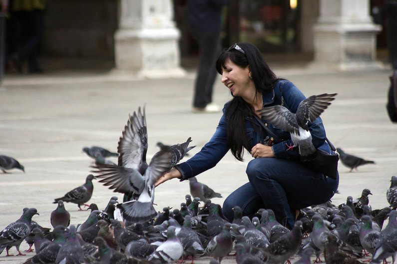 Pigeons-in-Italy.jpg