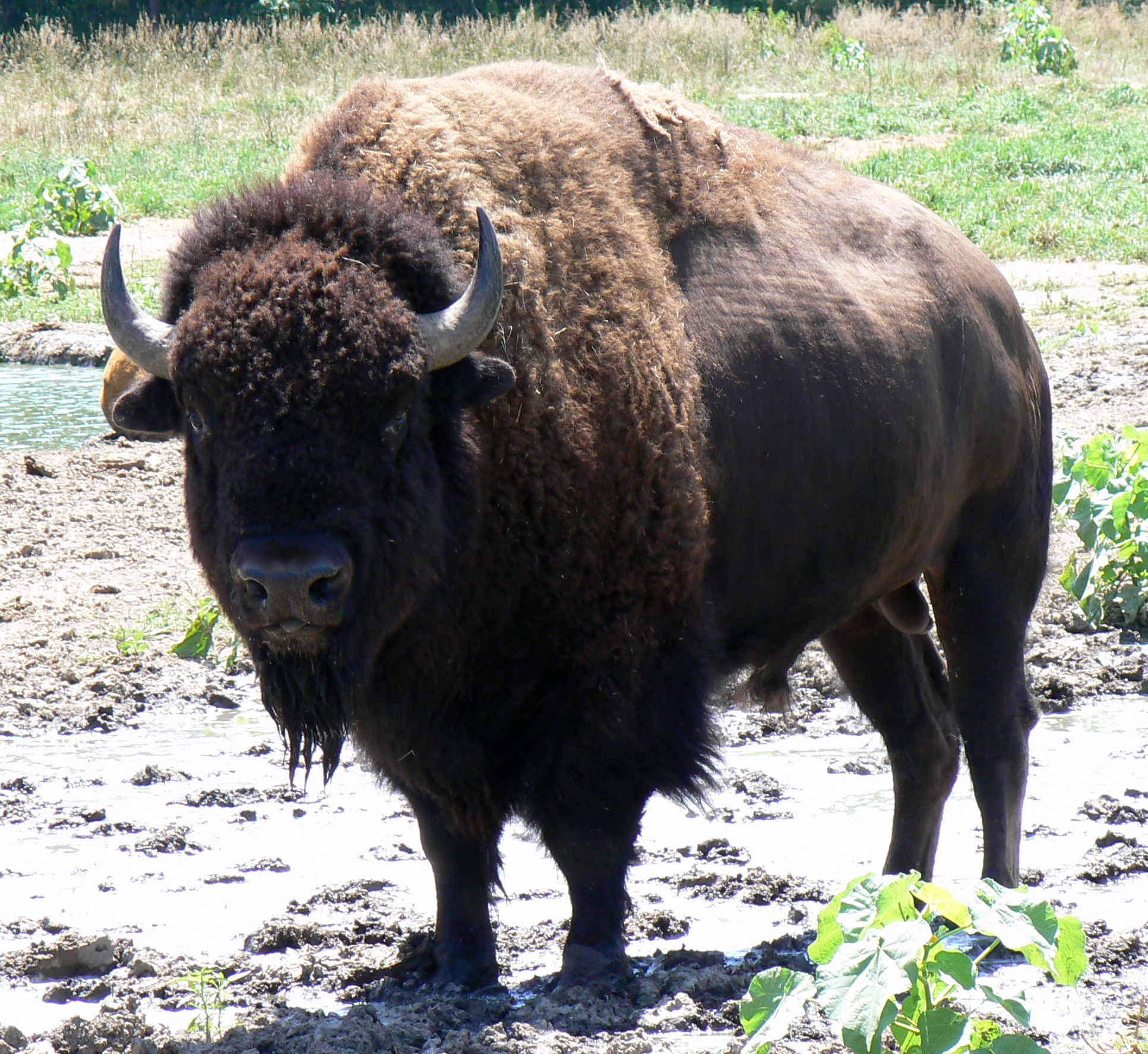 Bison_Bull_in_Nebraska.jpg