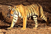 220px-Tiger_in_Ranthambhore.jpg