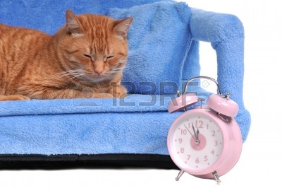 8287897-cat-sleeping-with-alarm-clock.jpg