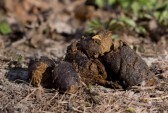 19830855-close-up-of-dog-poo-in-nature.jpg