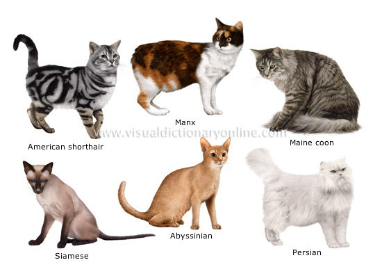 cat-breeds.jpg