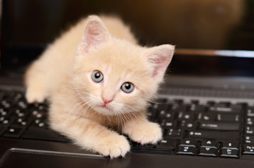 cat-on-keyboard.jpg