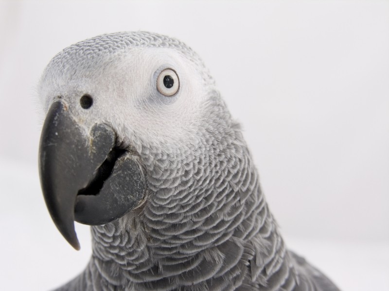 african-grey-head.jpg