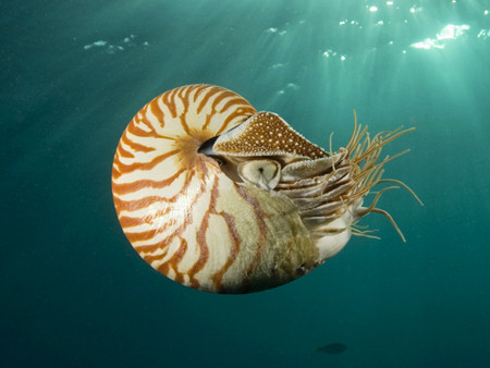 ammonite_nautilus.jpg