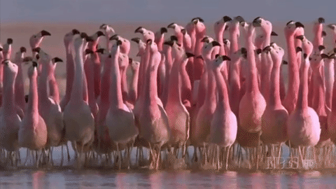 animal-facts-flamingo-mating-dance-gif-1.gif