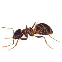 garden_ants(1).jpg