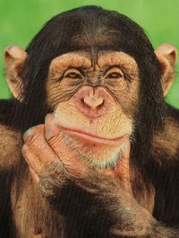 chimp1.jpg