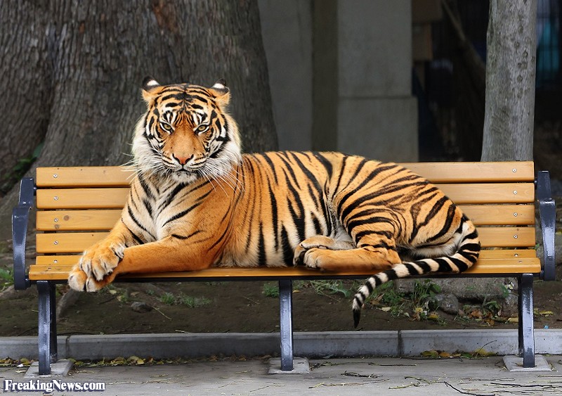 A-Tiger-Resting-on-a-Bench--120550.jpg
