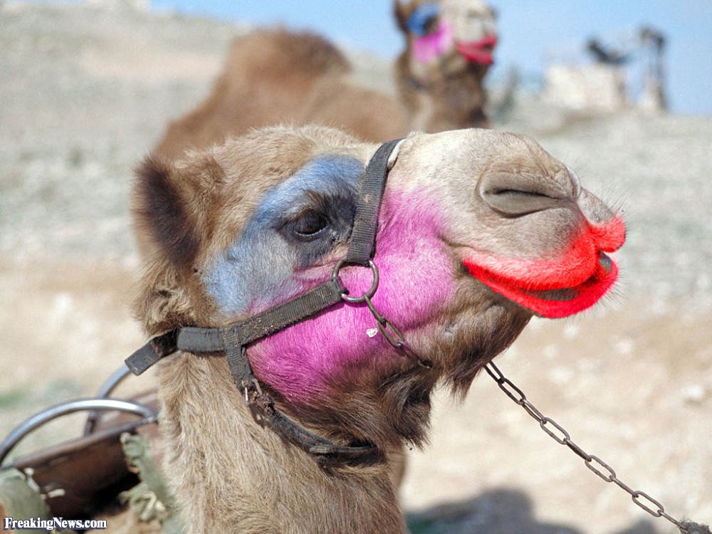 Camel-Wearing-Lipstick-29825.jpg