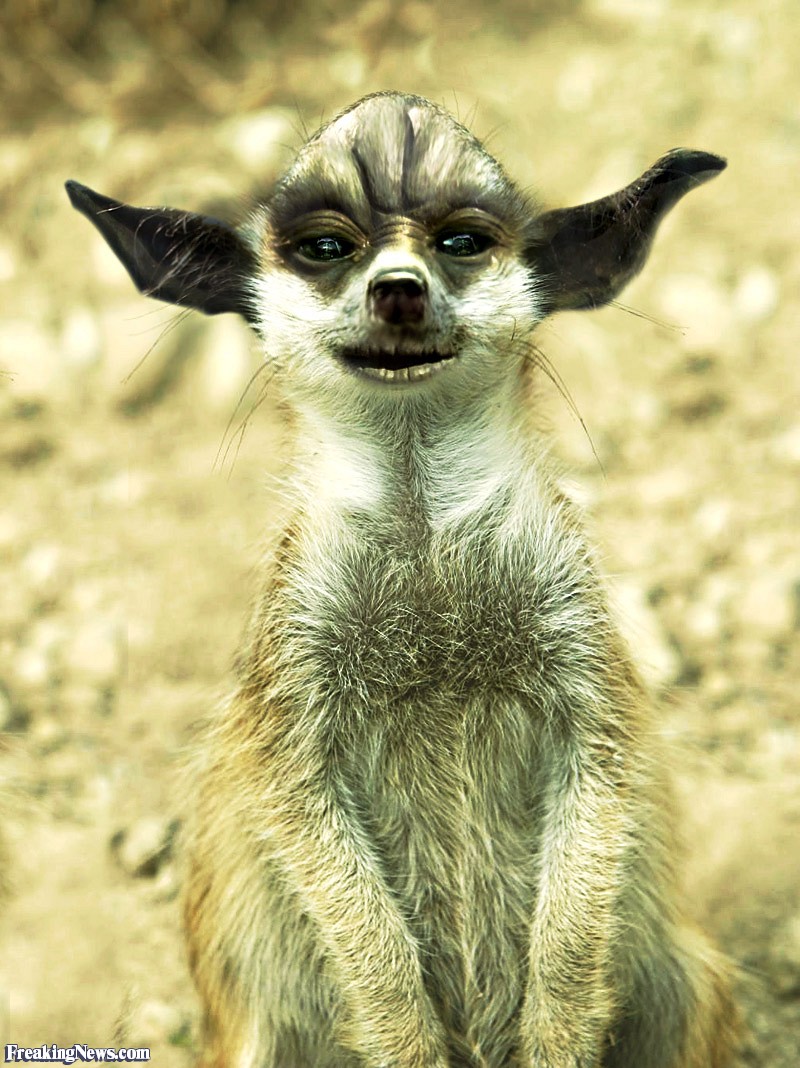 Meerkat-Yoda--58904.jpg