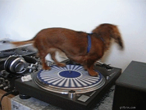 poster-1235732758_dog_spinning_pn_turntable.gif