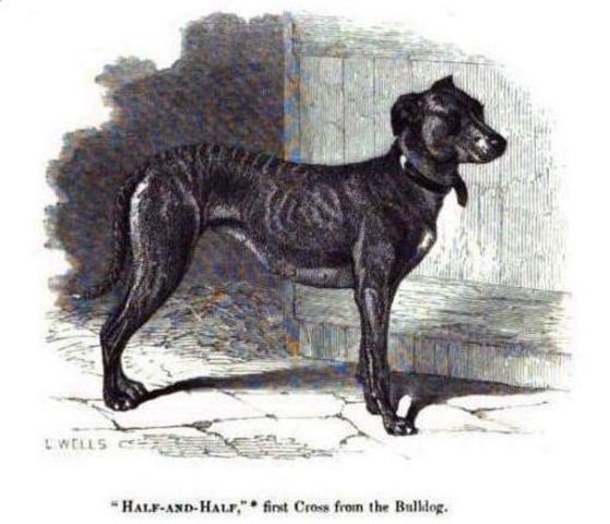 Greyhound_Half_And_Half-big.jpg