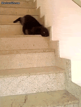 cat-slow-stairs_VMQLq8i.gif